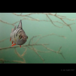 No pasaran! :)
A small bass, very curious .. (fresh water) by Jan Spacil 